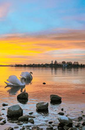 Schwäne am Bodensee im Sonnenuntergang