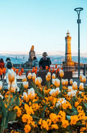 Tulpenzauber auf der Insel Lindau