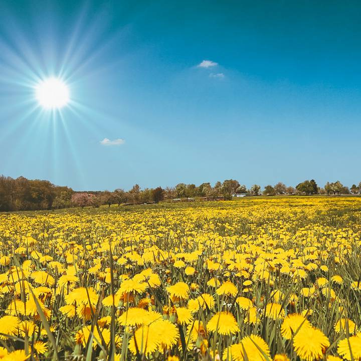 Wiese mit Löwenzahnblüten im Sommer