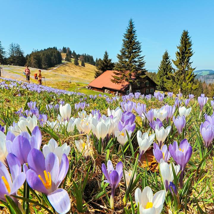 Wanderlandschaft mit Krokusse und saftigen Wiesen